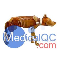 Dog Phantom，牧羊犬模体