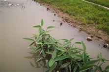 濟南市生態(tài)環(huán)境局天橋分局：“點、線、面”強化監(jiān)管，守護(hù)天橋岸綠水清