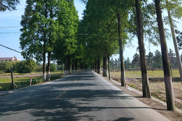 4.05億！河北沙河市環(huán)衛(wèi)綠化養(yǎng)護(hù)城鄉(xiāng)一體化項目招標(biāo)