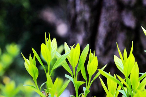 陜西省“十五五”規(guī)劃建議出爐 加快提升生態(tài)文明建設(shè)水平