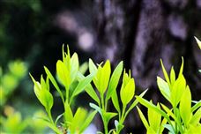 陜西省“十五五”規(guī)劃建議出爐 加快提升生態(tài)文明建設(shè)水平