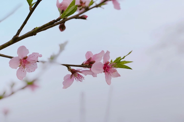 254家！《天津市2025年度碳排放配額分配方案》發(fā)布