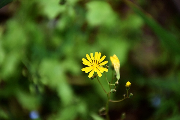 2026年中國環(huán)境科學(xué)學(xué)會團體標準項目征集中！