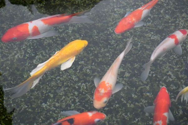 環(huán)保新質(zhì)生產(chǎn)力|安徽（淮北）新型煤化工合成材料基地水資源分質(zhì)結(jié)晶綜合利用項目