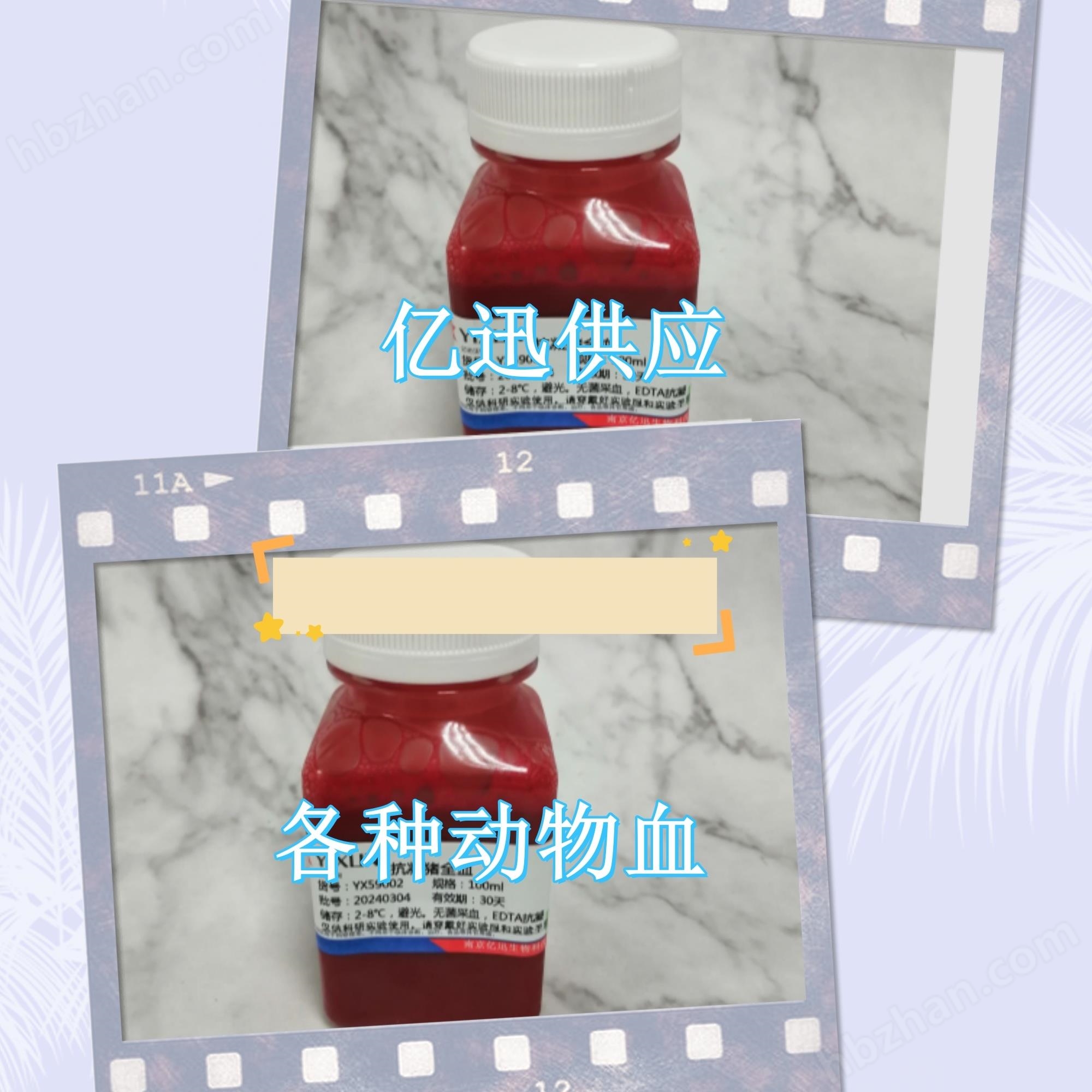 EDTA-K 2抗凝固モルモット血