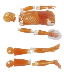 日本KYOTO KAGAKU PBU-50全身模体