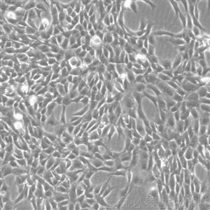 BT111小鼠海马神经元细胞 HT22